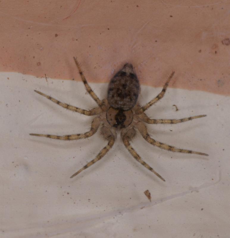 Oecobius_annulipes_D3203_Z_88_Valle Gran Rey_Spanje.jpg